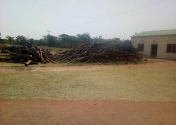 Zambian boarding schools contributing to deforestation